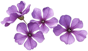 quatre fleurs lilas 300x200 removebg preview